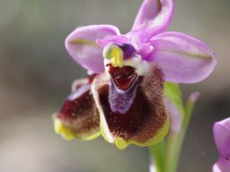Ophrys_tenthredinifera_Kolymbia